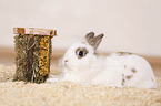 dwarf rabbit