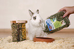 dwarf rabbit