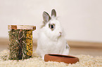 dwarf rabbit