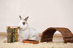 dwarf rabbit