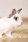 dwarf rabbit