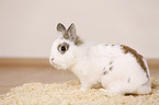 dwarf rabbit