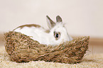 dwarf rabbit