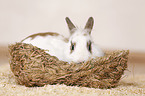 dwarf rabbit