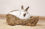 dwarf rabbit