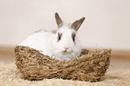 dwarf rabbit