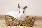 dwarf rabbit