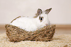 dwarf rabbit