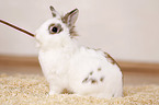 dwarf rabbit