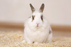 dwarf rabbit