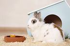 dwarf rabbit