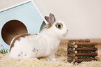 dwarf rabbit