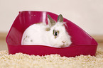 dwarf rabbit