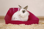 dwarf rabbit