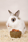 dwarf rabbit