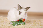 dwarf rabbit