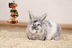 dwarf rabbit