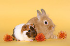 dwarf rabbit and guinea pig