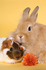 dwarf rabbit and guinea pig