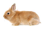 dwarf rabbit