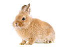 dwarf rabbit