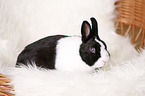 dwarf rabbit