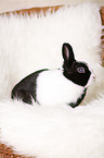 dwarf rabbit