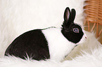 dwarf rabbit