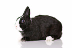 dwarf rabbit