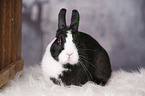 dwarf rabbit