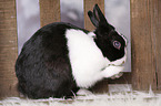 dwarf rabbit