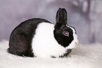 dwarf rabbit