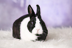 dwarf rabbit