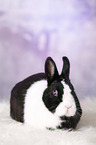 dwarf rabbit