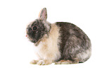 dwarf rabbit