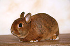 dwarf rabbit