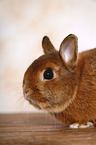 dwarf rabbit