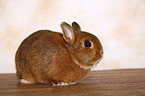 dwarf rabbit