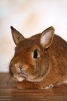 dwarf rabbit