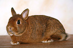 dwarf rabbit