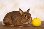 dwarf rabbit