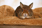 dwarf rabbit