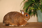 dwarf rabbit