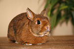 dwarf rabbit