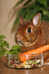 dwarf rabbit