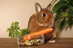 dwarf rabbit