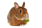 dwarf rabbit