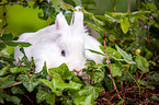 white dwarf rabbit