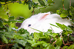 white dwarf rabbit