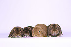 4 Dwarf Rabbits